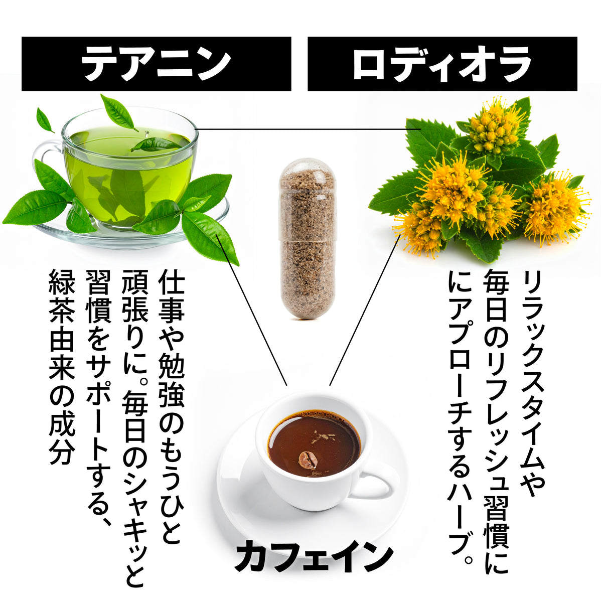 PALEO FOUS（パレオ フォウス）